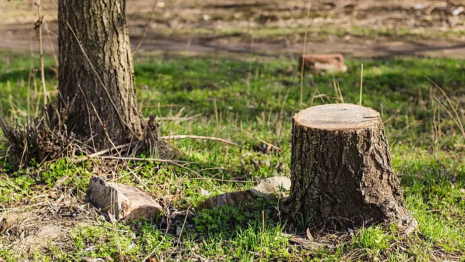Outrage over trees cut down to stump Image