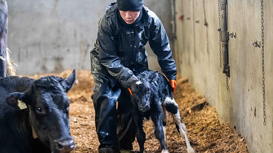 Preparation is key for a safe calving season Image