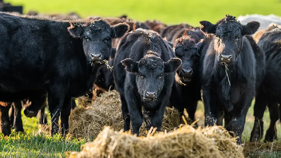 Beef farmers ‘driven out of business’ Image