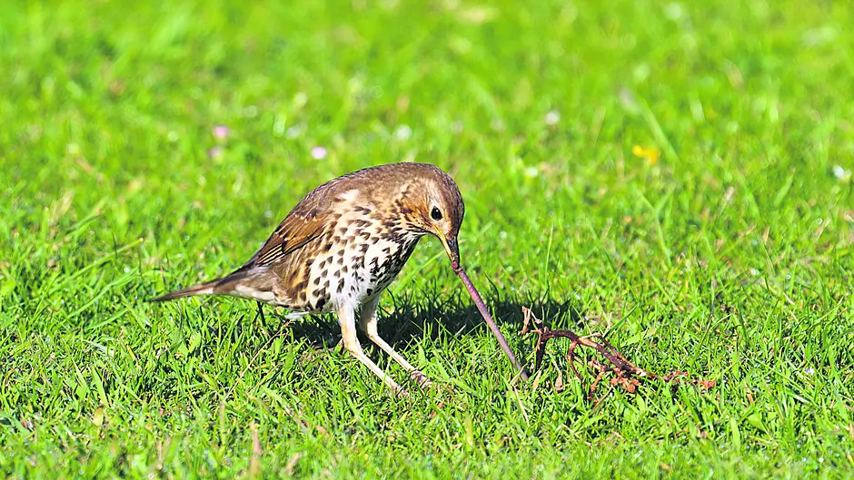 WILDLIFE: An SOS for the super saviours of our soil Image