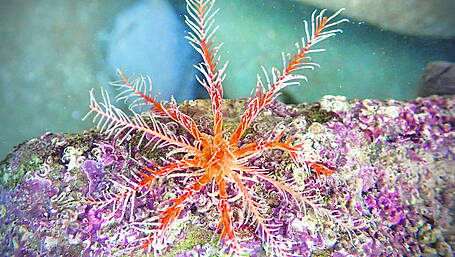 WILDLIFE: Spotting the stars of the sea Image