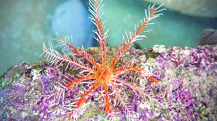WILDLIFE: Spotting the stars of the sea Image