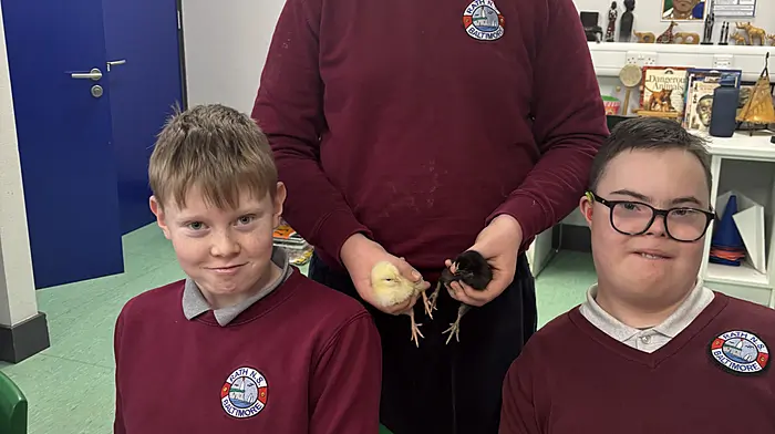 Ferdinand O’Driscoll brought two very special visitors to Rath Nationial School last week, two of the ten chicks he hatched in an incubator. He visited all the classrooms and explained the process. Included in the photo are Ian Fitzgerald and James Hurley.