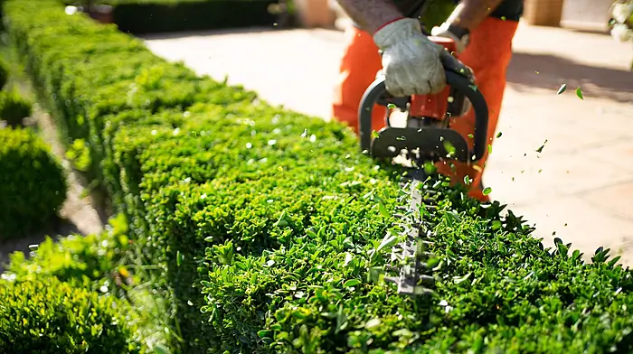 Trim your hedges - Danny Collins Image