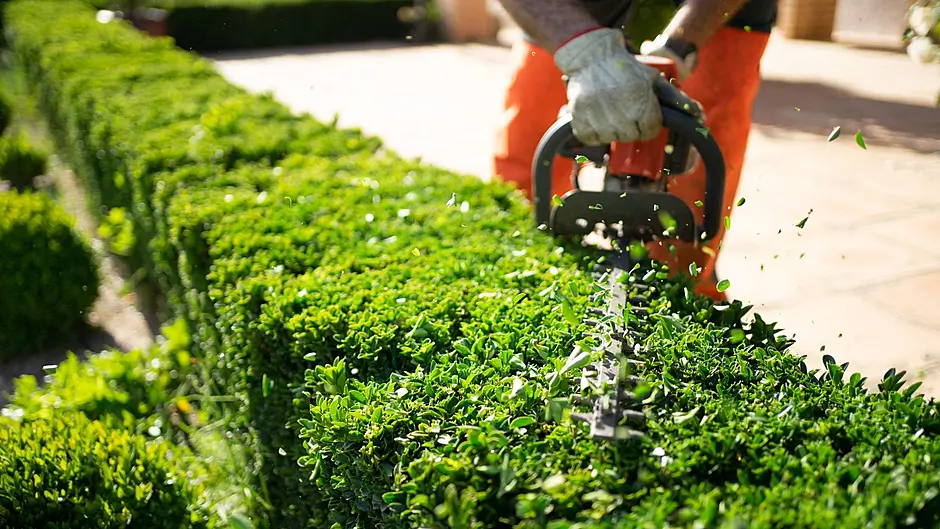Trim your hedges - Danny Collins Image
