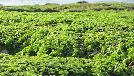 Shellfish project considered to tackle sea lettuce on beaches Image