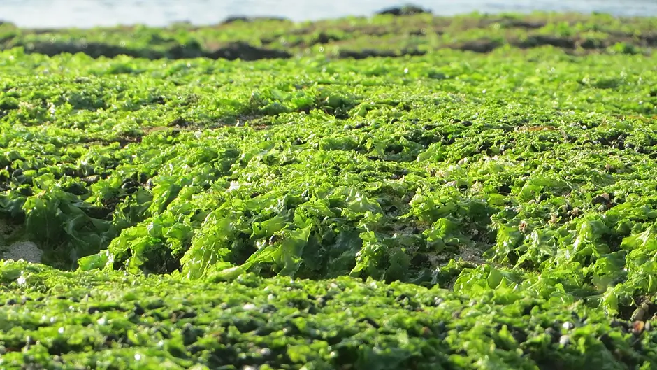 Shellfish project considered to tackle sea lettuce on beaches Image