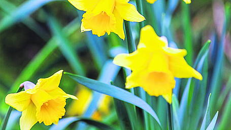 GARDENING: Prune with care and mind your soil Image
