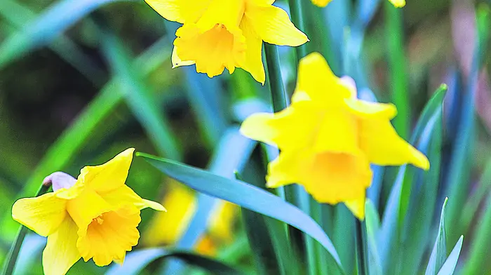 GARDENING: Prune with care and mind your soil Image