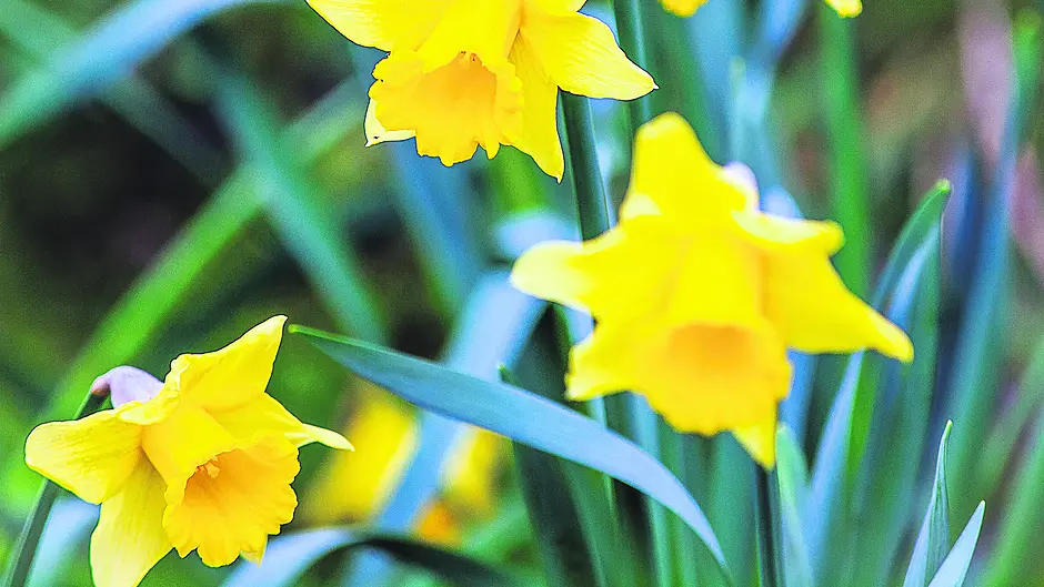 GARDENING: Prune with care and mind your soil Image