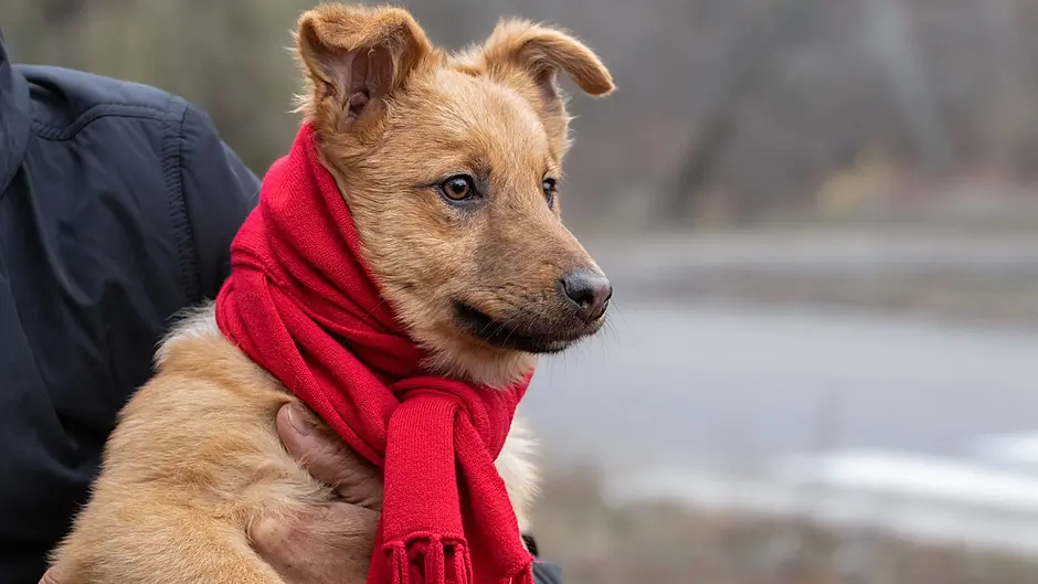 Keep your pets safe as temperatures set to plummet to –3C Image
