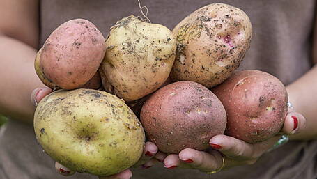 Action needed to protect horticulture sector, says Macra Image
