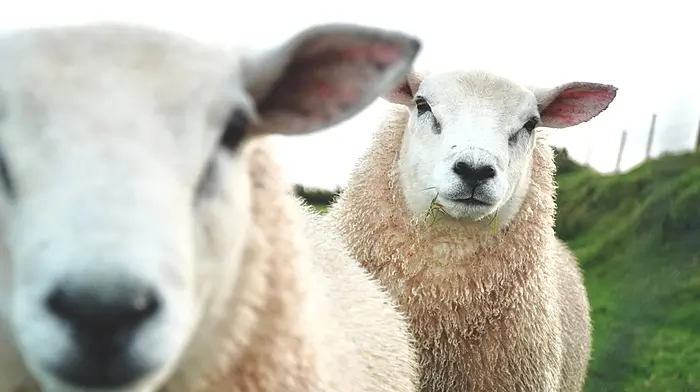 2026 Hill Sheep Conference Image