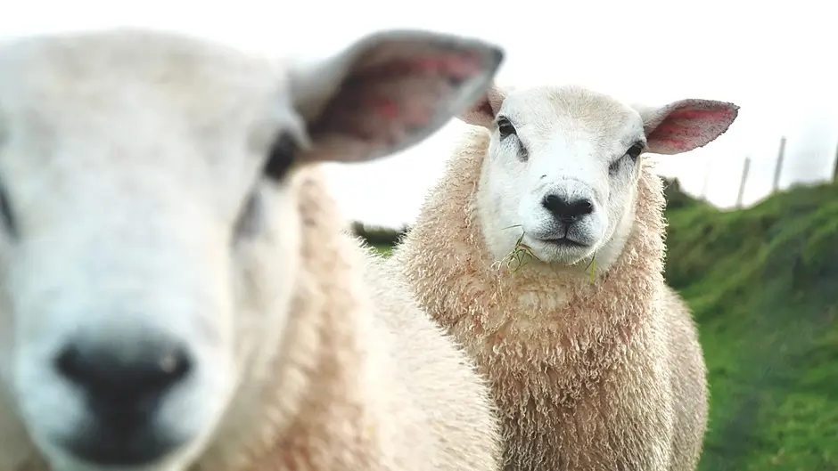 2026 Hill Sheep Conference Image