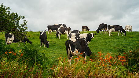 Bord Bia reaffirms commitment to farmers Image