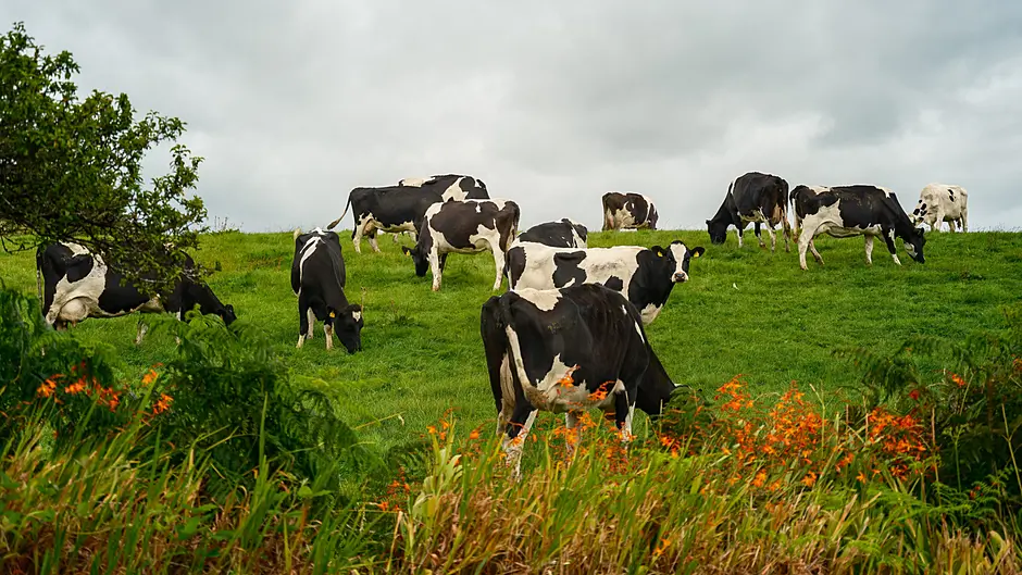 Bord Bia reaffirms commitment to farmers Image