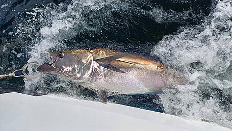 Irish skippers required for Atlantic bluefin tuna survey Image