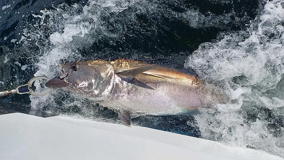 Irish skippers required for Atlantic bluefin tuna survey Image