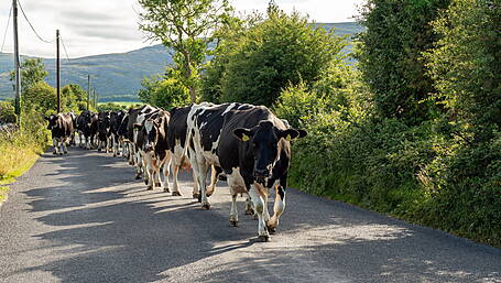 Now is an ideal time to change the late milking habit Image