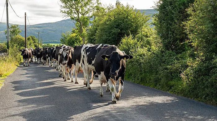 Now is an ideal time to change the late milking habit Image
