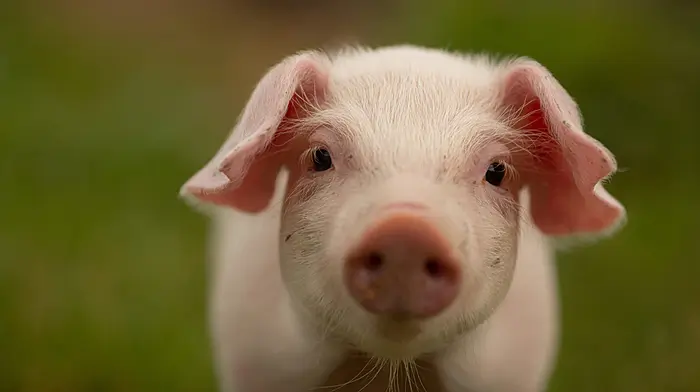 Rosscarbery piggery permission appealed Image