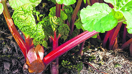 GARDENING: A good time to start tomato plants Image