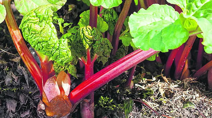 GARDENING: A good time to start tomato plants Image
