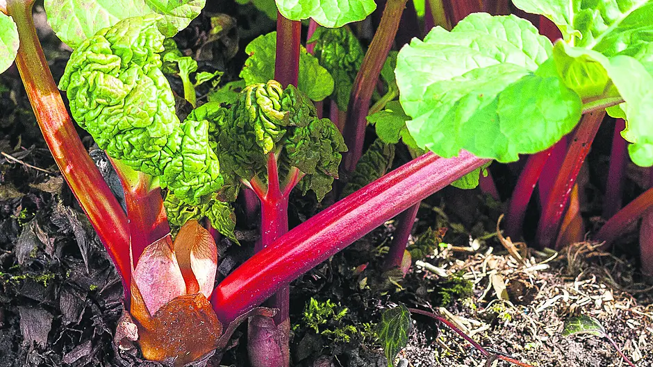 GARDENING: A good time to start tomato plants Image
