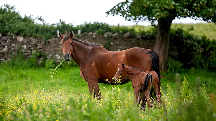 New rules for equine passports Image