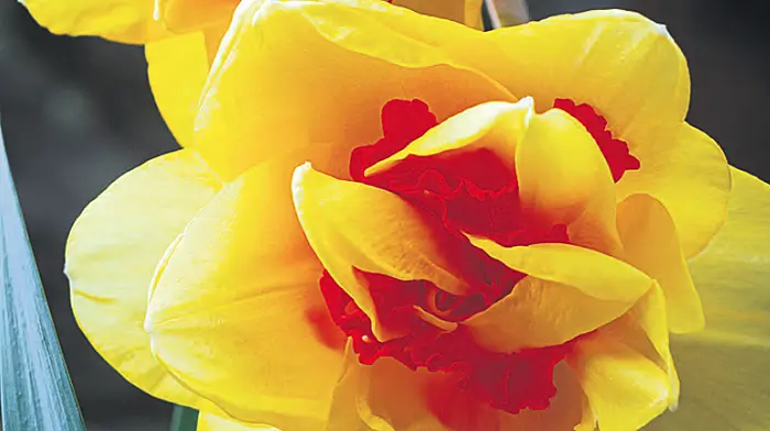 GARDENING: Things have switched up a gear Image