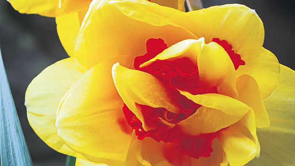 GARDENING: Things have switched up a gear Image
