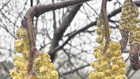 WILDLIFE: Love is in the air: the birds and the trees Image