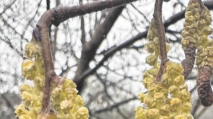 WILDLIFE: Love is in the air: the birds and the trees Image