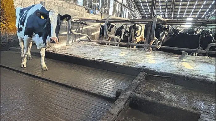 Dairypower: Leading the way with Pro-Clean Ratchet Scraper Image