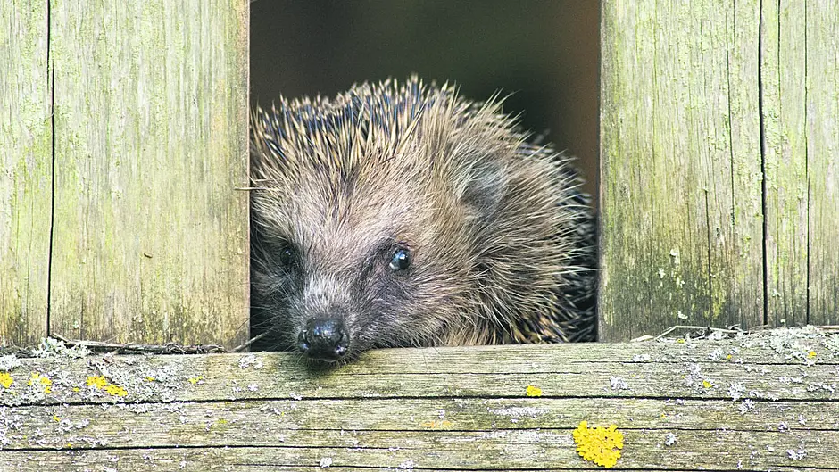 WILDLIFE: Prickly predicament for threatened hedgehogs Image