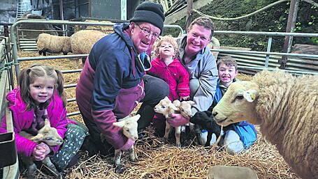 Bantry family farm welcomes quintuplet lambs Image