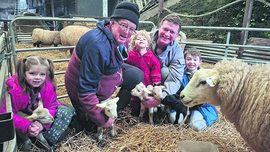 Bantry family farm welcomes quintuplet lambs Image