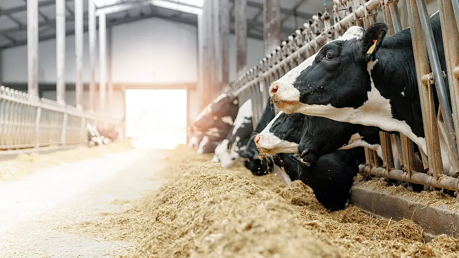 WEST CORK FARMING: Expert advice on planning and designing farm buildings Image