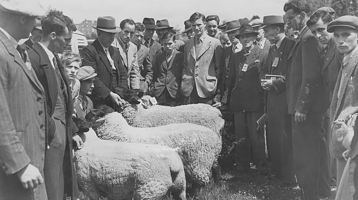 Examining Sheep at Belgooly Agricultural Show 1950’s – photo courtesy of Belgooly Show Committee.