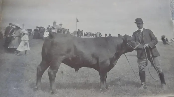 William Wolfe, Ringenane, Belgooly, with his prize Aberdeen Angus Bull at Kinsale Agricultural Show 6th July 1911. Photo courtesy of Conor Howe.