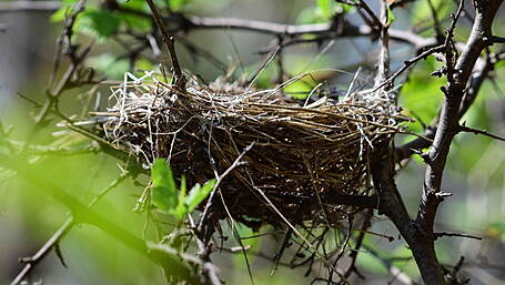 Play your part in protecting birds during ‘critical’ nesting season says minister Image