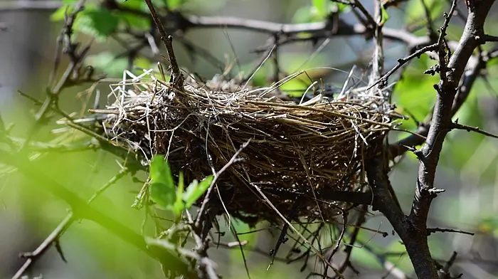 Play your part in protecting birds during ‘critical’ nesting season says minister Image