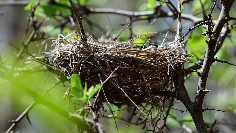 Play your part in protecting birds during ‘critical’ nesting season says minister Image