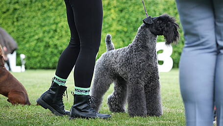 Warning to pick up dog poop Image