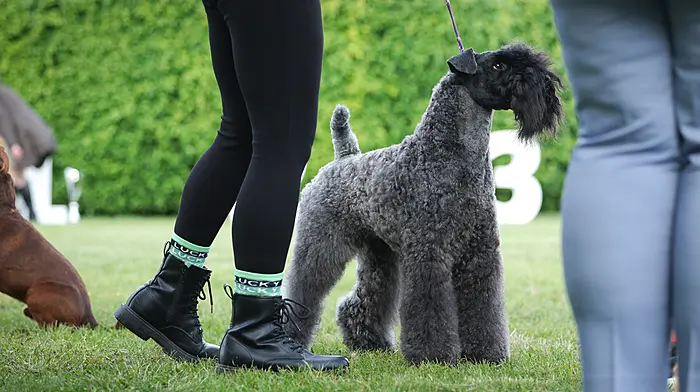 Warning to pick up dog poop Image