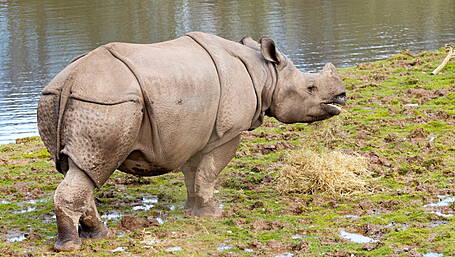 Fota announces international transfer of lion cubs and rare Indian rhino Image