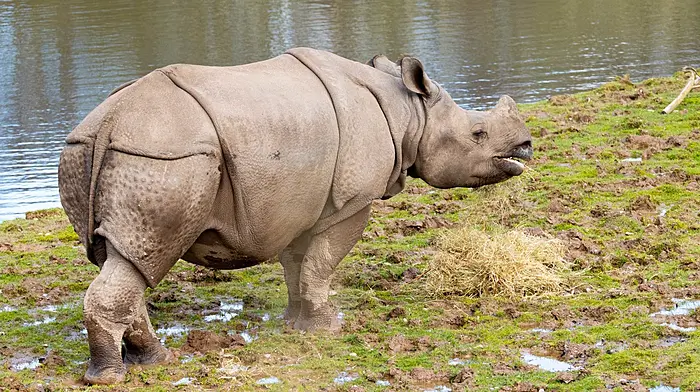 Fota announces international transfer of lion cubs and rare Indian rhino Image