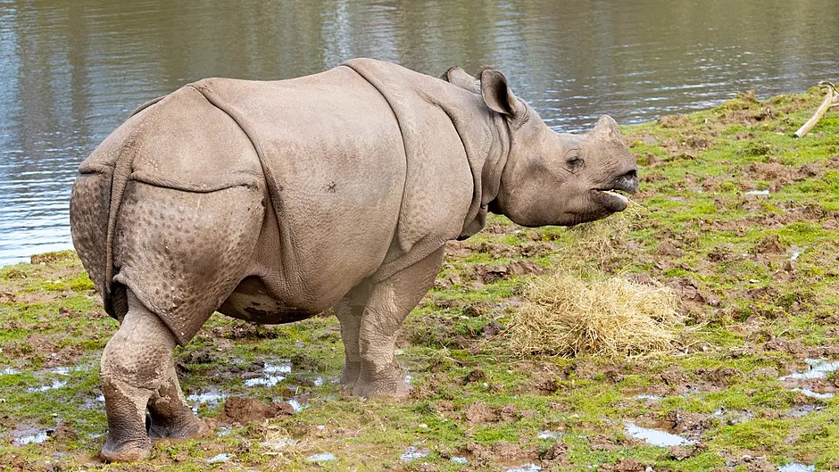 Fota announces international transfer of lion cubs and rare Indian rhino Image