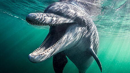 West Cork’s marine life to get further protection in trial Image