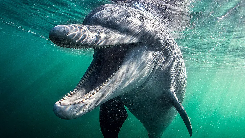 West Cork’s marine life to get further protection in trial Image